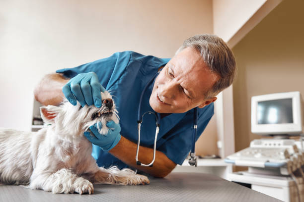 Best Broken or Cracked Tooth Emergency Dentist in Martindale, TX